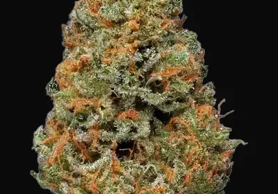 Papaya