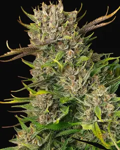 Papaya Zoap Auto
