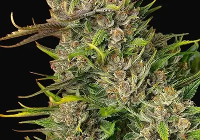 Papaya Zoap Auto