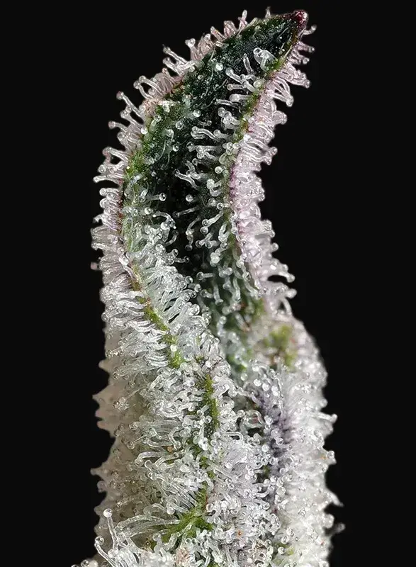 Papaya Zoap Auto — zdjęcie 2