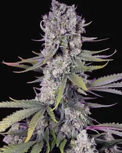 Papaya Zoap F1 Fast Version