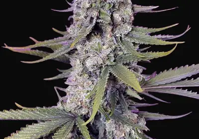 Papaya Zoap F1 Fast Version