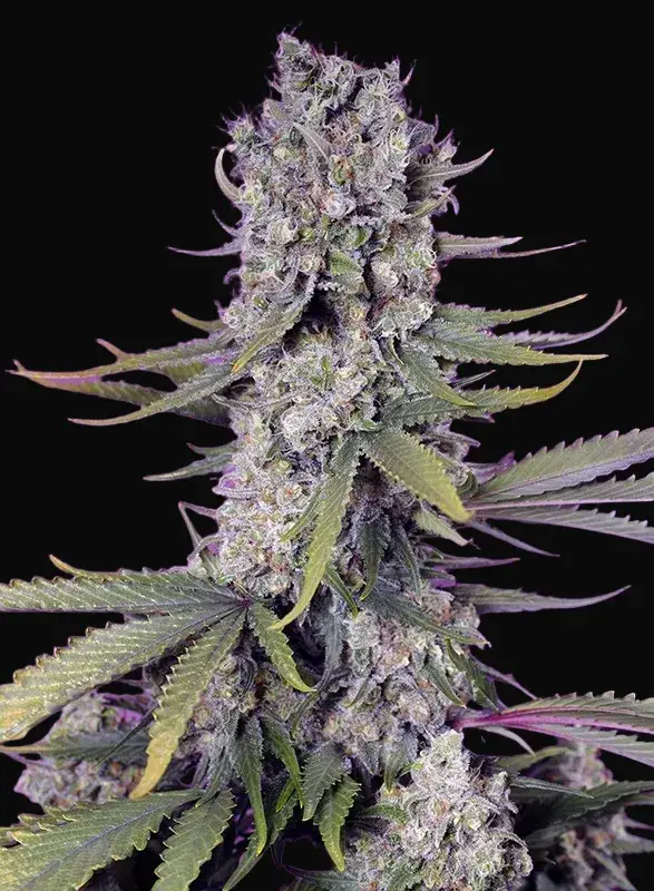 Papaya Zoap F1 Fast Version