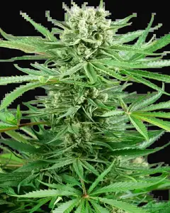 Papi Chulo OG Feminized