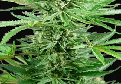 Papi Chulo OG Feminized