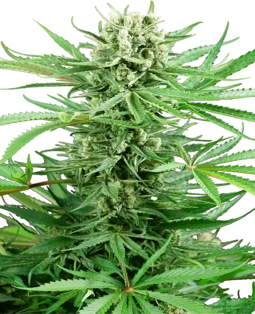 Papi Chulo OG Feminized