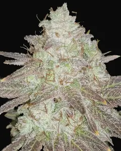 Passion Berry