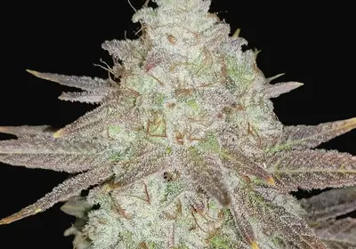 Passion Berry