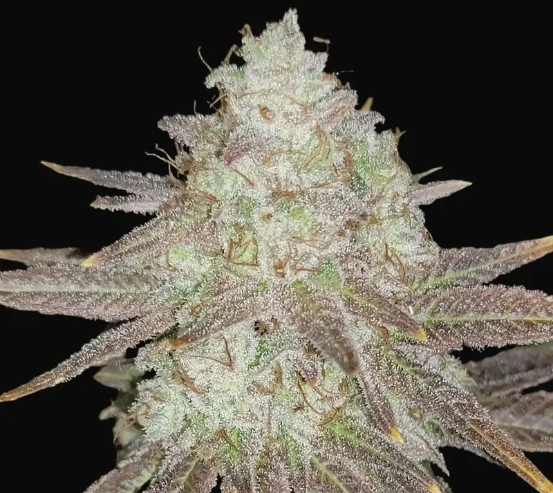 Passion Berry