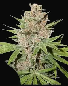Passion Fruit