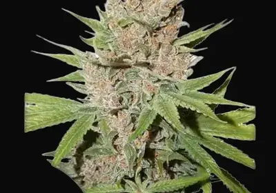 Passion Fruit