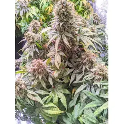 Passion Fruit — zdjęcie 5