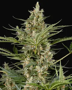Peace Love & Harmony Feminized