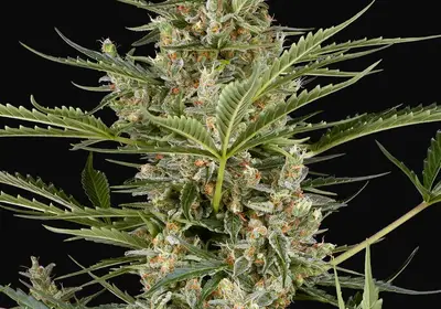 Peace Love & Harmony Feminized