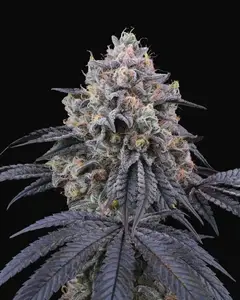 Peach Clouds