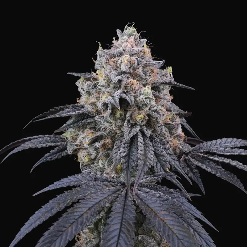 Peach Clouds