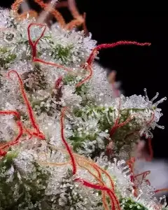 Peach Crescendo RF3 Auto