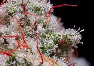 Peach Crescendo RF3 Auto