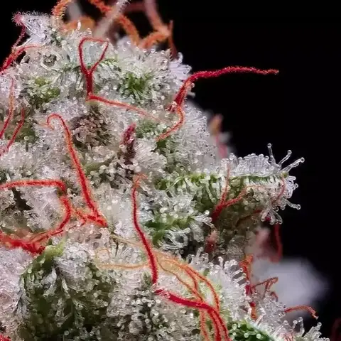 Peach Crescendo RF3 Auto