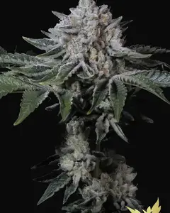 Peach Frosting