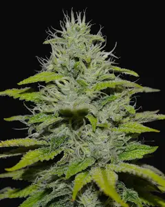 Peach Puree CBD