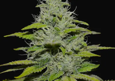 Peach Puree CBD