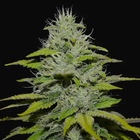 Peach Puree CBD