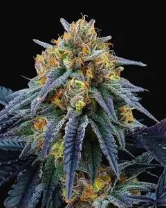 Peach Sherbert OG