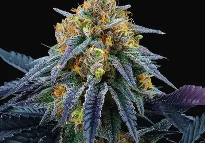 Peach Sherbert OG
