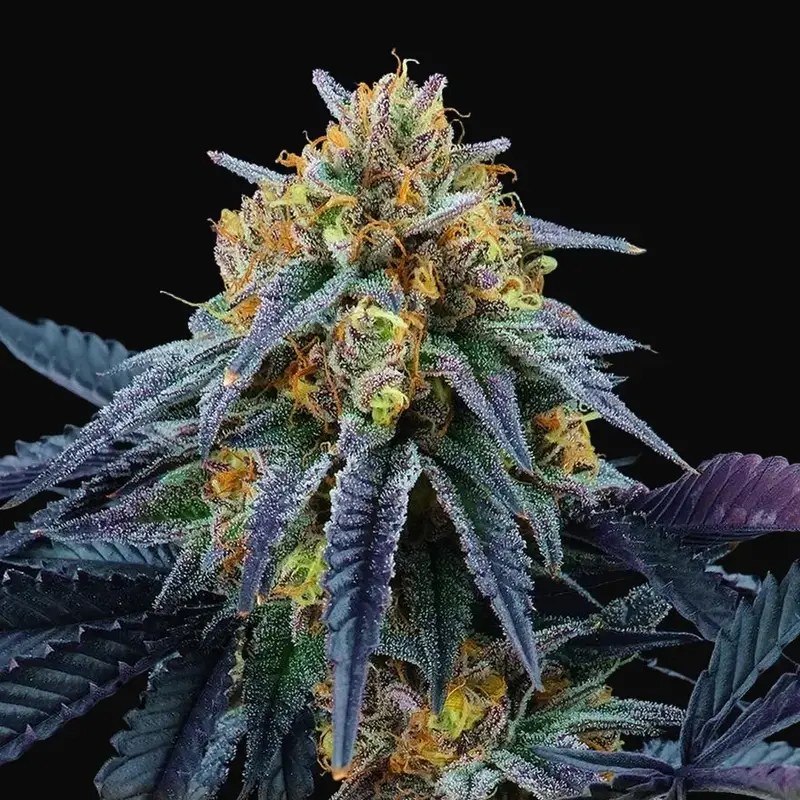 Peach Sherbert OG