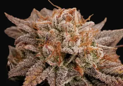 Peaches & Cream