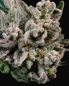Peanut Butter Breath Fast
