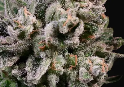 Peanut Butter Breath Fast