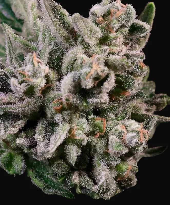 Peanut Butter Breath Fast