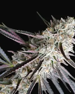 Peanut Butter Breath Fast Flowering