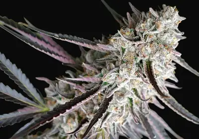 Peanut Butter Breath Fast Flowering