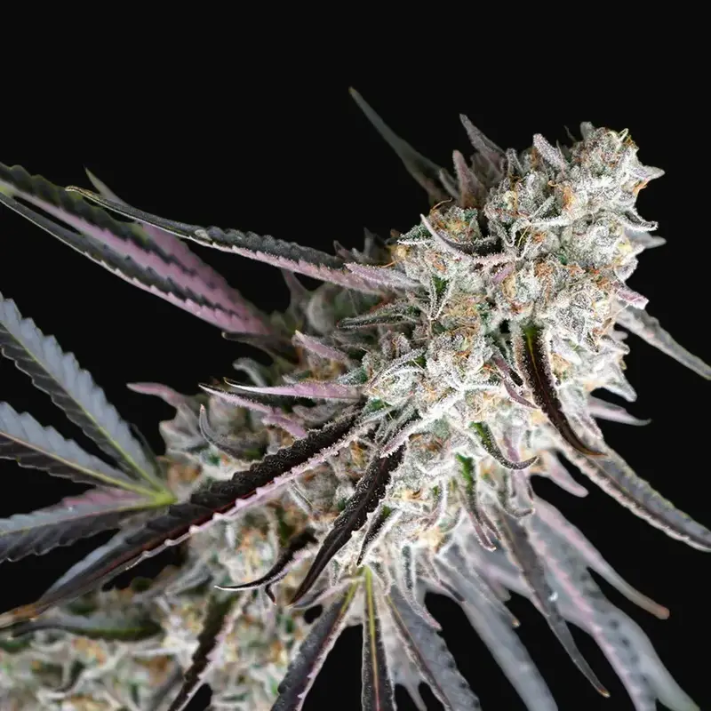 Peanut Butter Breath Fast Flowering