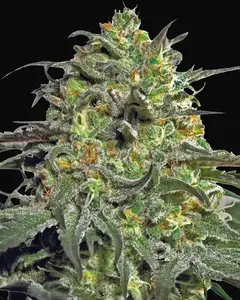 Peyote Cookies