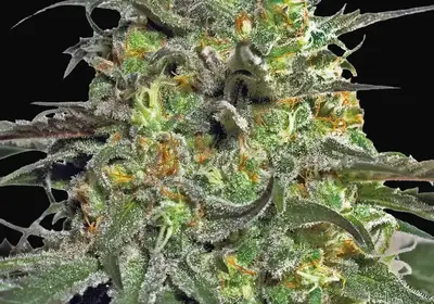 Peyote Cookies