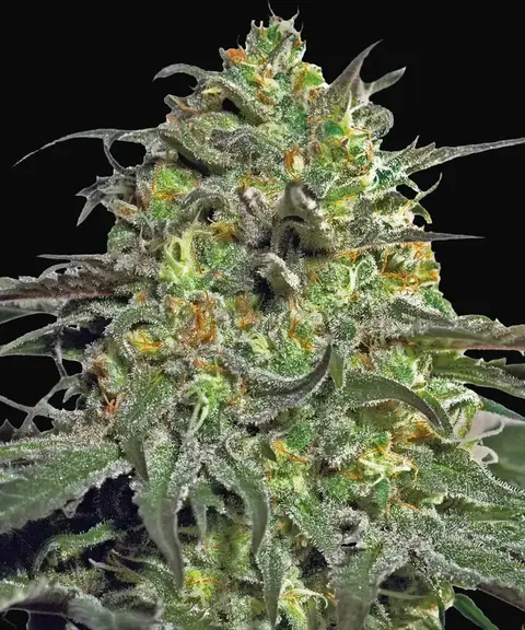 Peyote Cookies