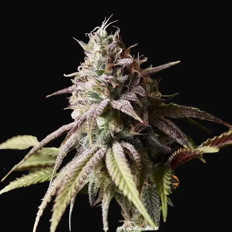 Peyote Cookies — zdjęcie 4