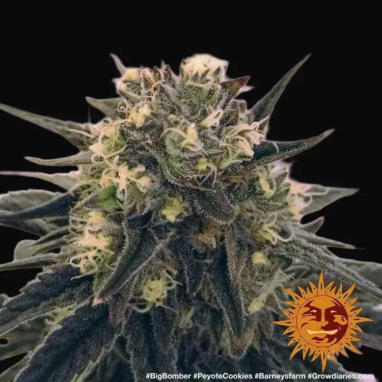 Peyote Cookies — zdjęcie 5