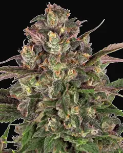 Peyote Critical