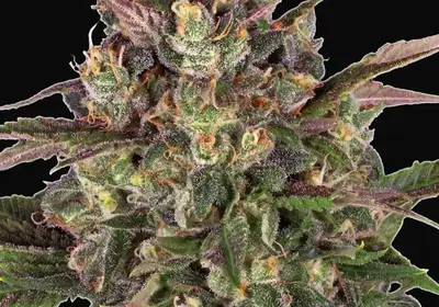 Peyote Critical