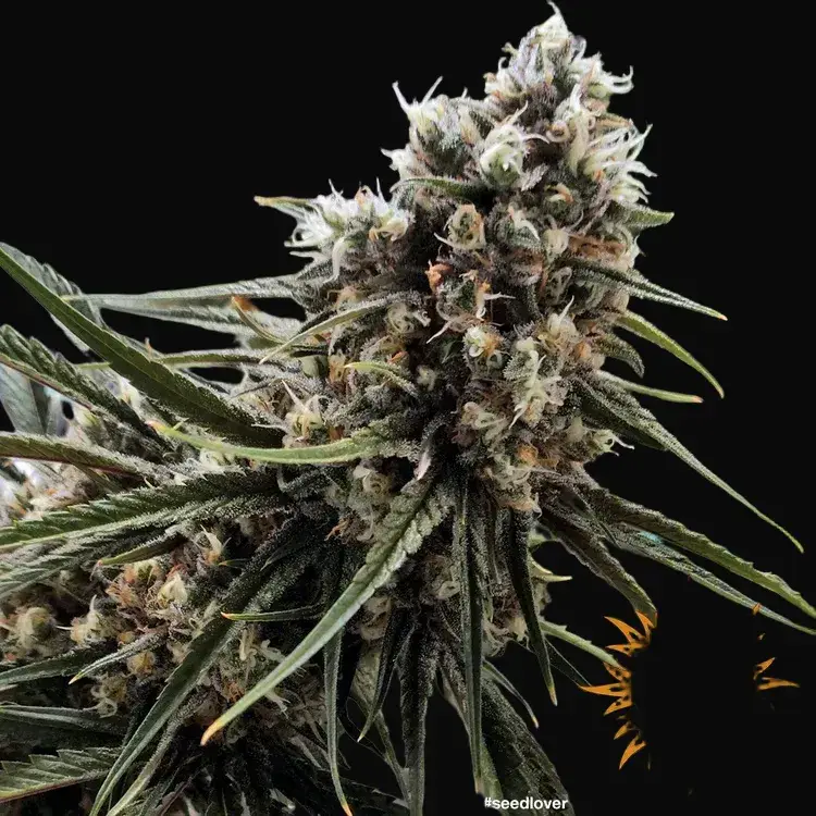 Peyote Critical — zdjęcie 5