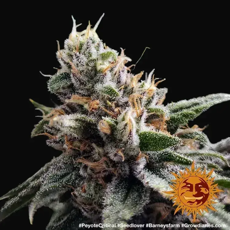 Peyote Critical — zdjęcie 4