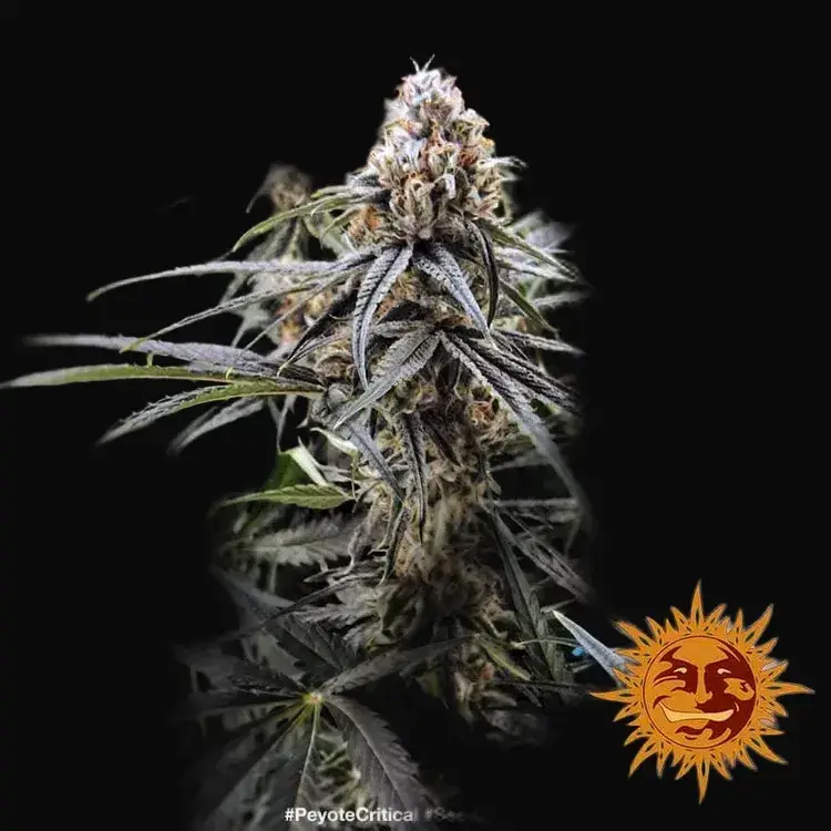 Peyote Critical — zdjęcie 3