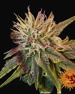 Phantom OG