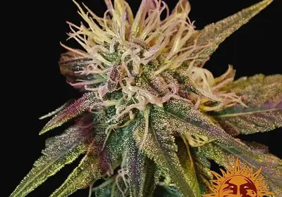 Phantom OG