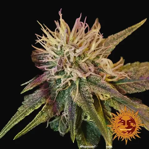 Phantom OG
